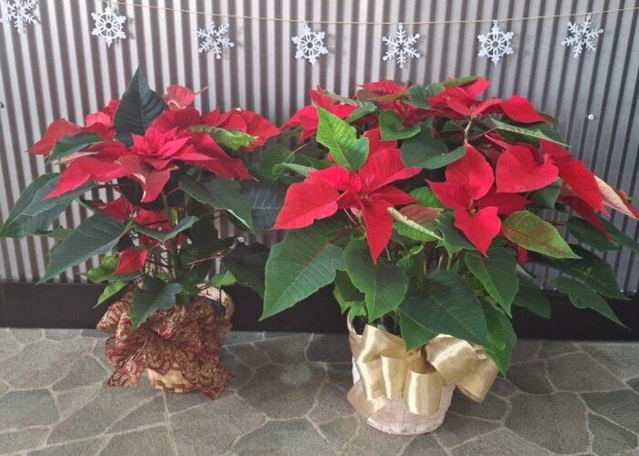 Christmas Poinsettia