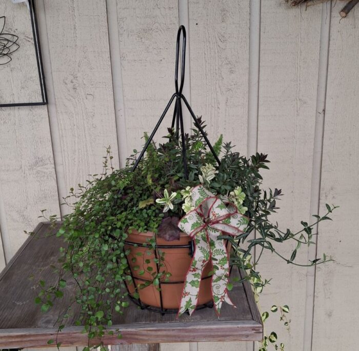 Outdoor Hardy Hanging Basket